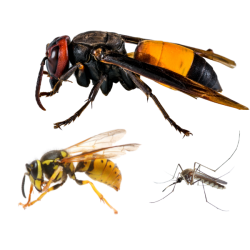 Insetti-Alati-1-1.png