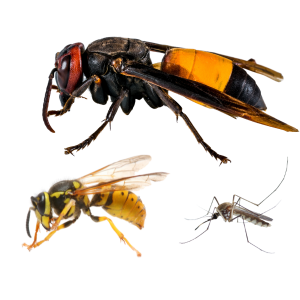 Insetti-Alati-1-1.png